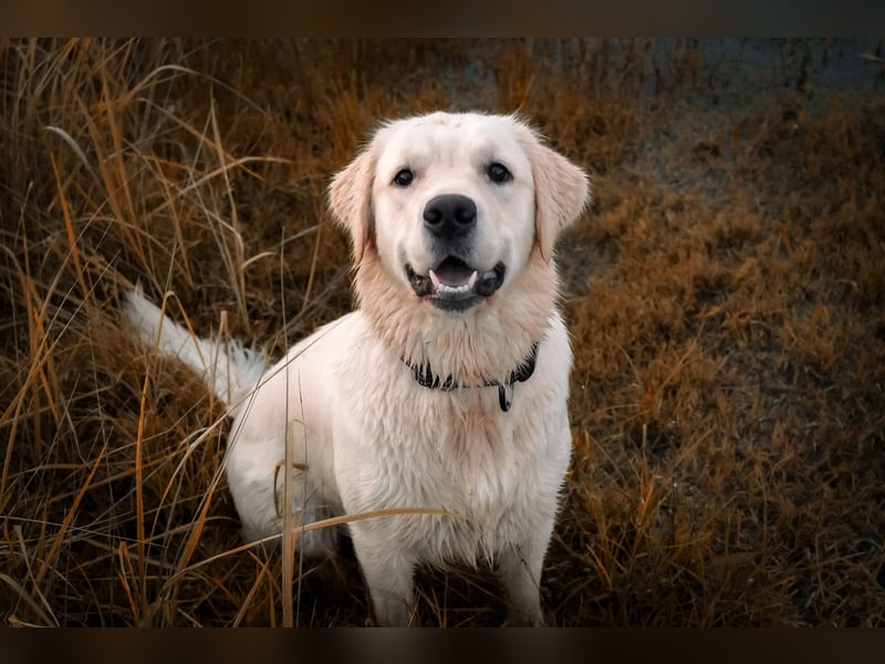 Golden Retriever Hündinnen, liebevoll, gesund, geimpft & gechipt