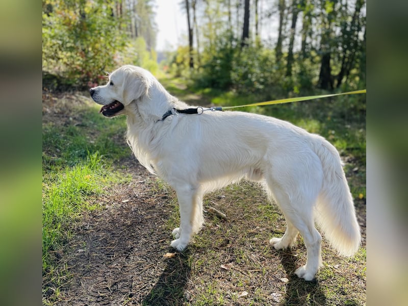 Golden Retriever Welpen vom Züchter – liebevoll & familiär aufgezogen