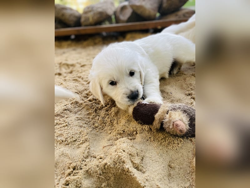 Golden Retriever Welpen vom Züchter – liebevoll & familiär aufgezogen