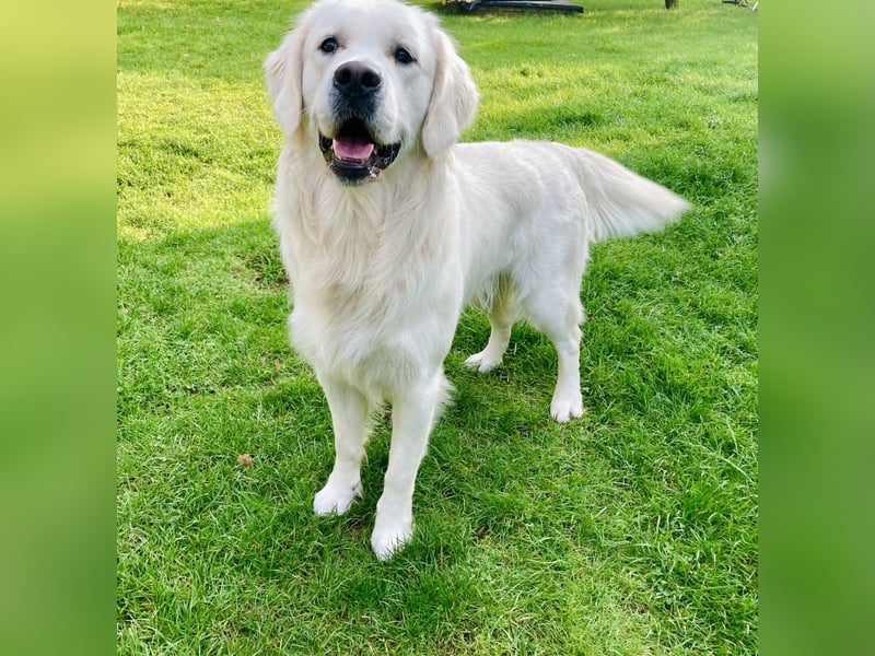Golden Retriever Welpen vom Züchter – liebevoll & familiär aufgezogen