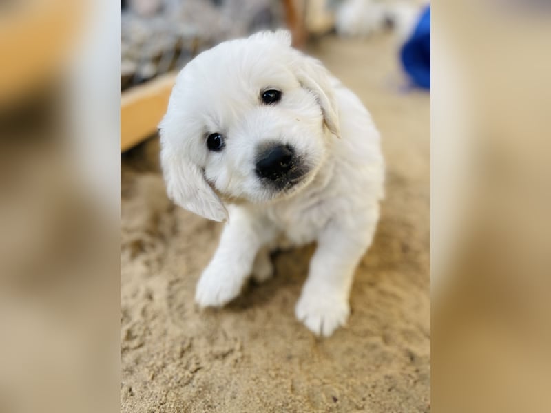 Golden Retriever Welpen vom Züchter – liebevoll & familiär aufgezogen