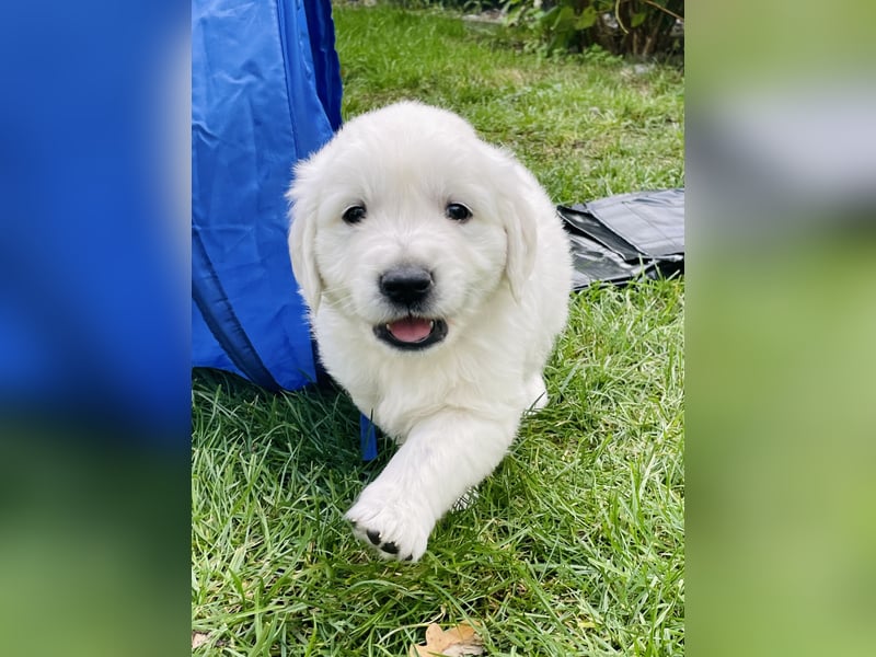 Golden Retriever Welpen vom Züchter – liebevoll & familiär aufgezogen