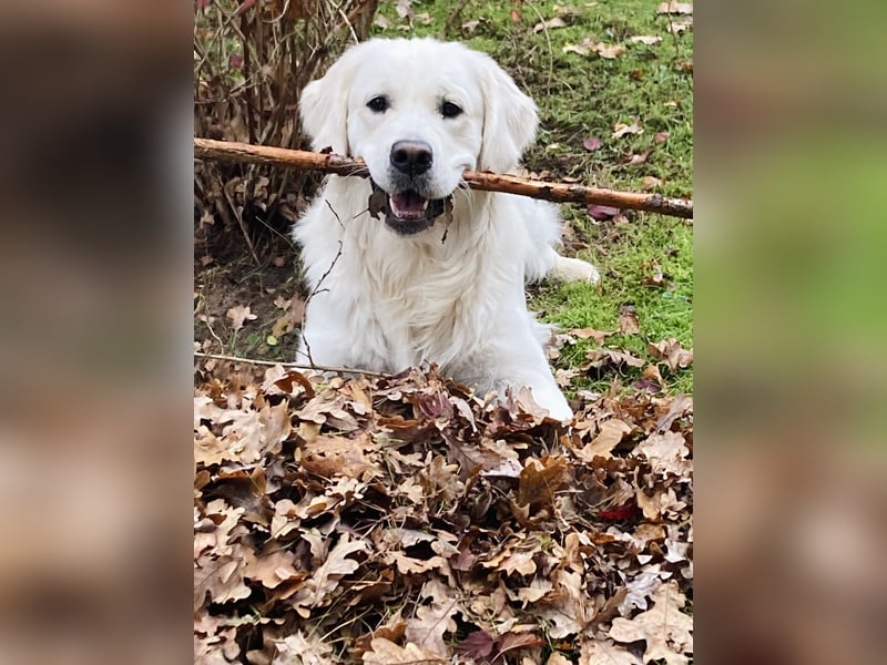 Golden Retriever Welpen vom Züchter – liebevoll & familiär aufgezogen