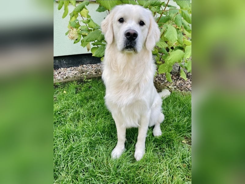 Golden Retriever Welpen vom Züchter – liebevoll & familiär aufgezogen