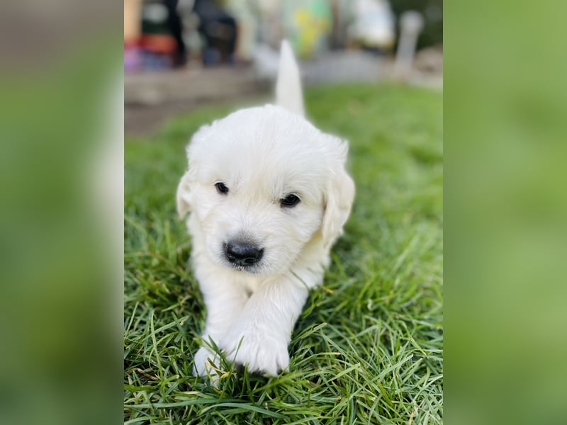 Golden Retriever Welpen vom Züchter – liebevoll & familiär aufgezogen
