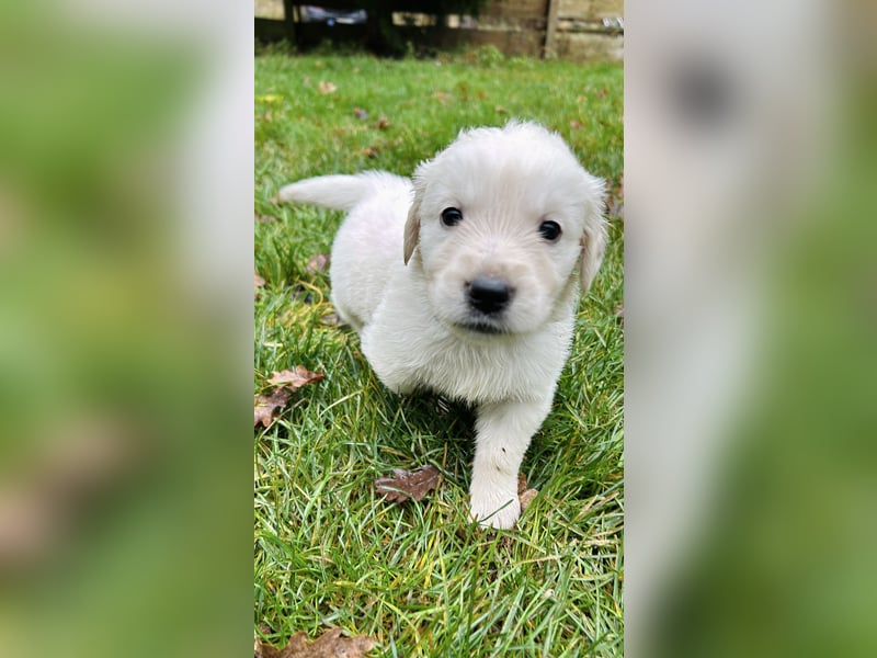 Golden Retriever Welpen vom Züchter – liebevoll & familiär aufgezogen