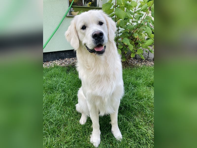 Golden Retriever Welpen vom Züchter – liebevoll & familiär aufgezogen