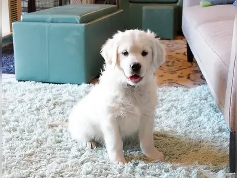 Golden retriever  Hündin – geimpft, entwurmt, gechipt, mit EU-Heimtierausweis Golden retriever  Hündin – geimpft, entwurmt, gechipt, mit EU-Heimtierausweis