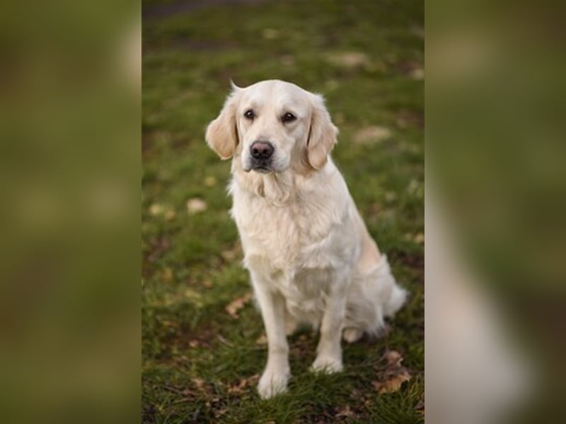 Golden Retriever creme-weiss