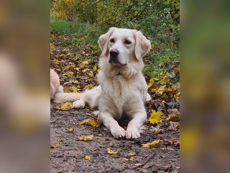 Golden Retriever Welpen