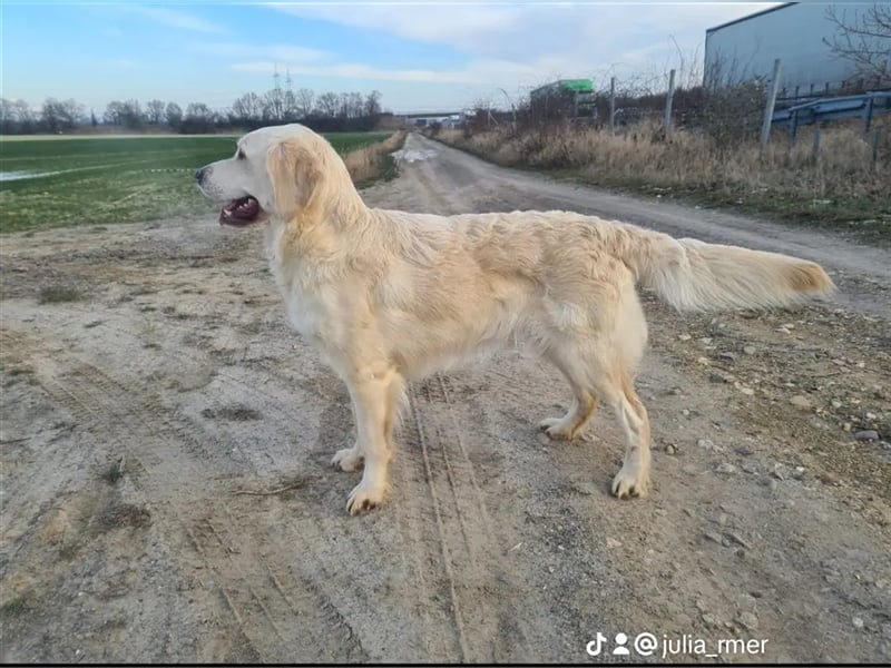 Golden Retriever Welpen