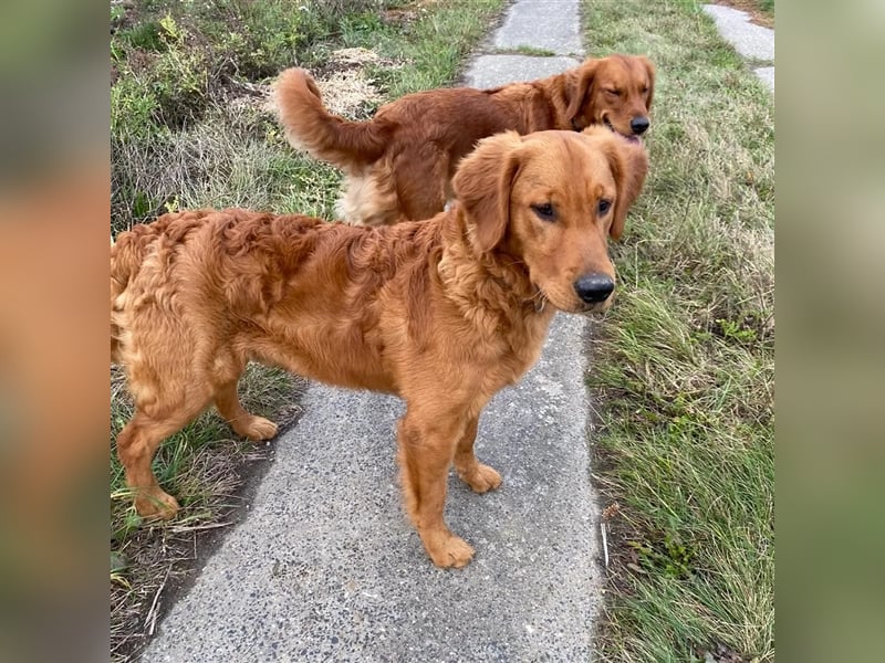 Golden Retriever Welpen