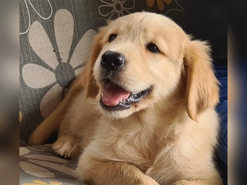 Golden Retriver