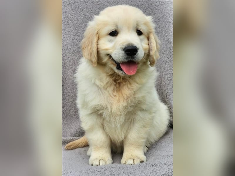 Golden Retriver