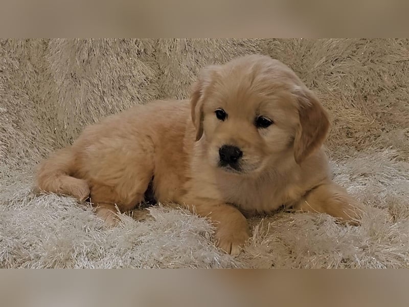 Golden Retriver