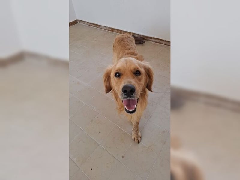 Merlin, ein traumhafter Golden Retriever im besten Alter