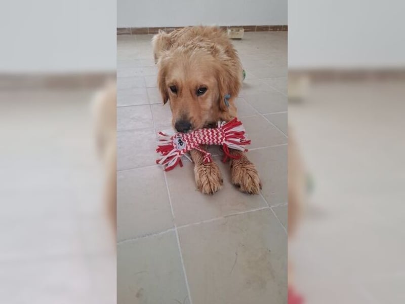 Merlin, ein traumhafter Golden Retriever im besten Alter