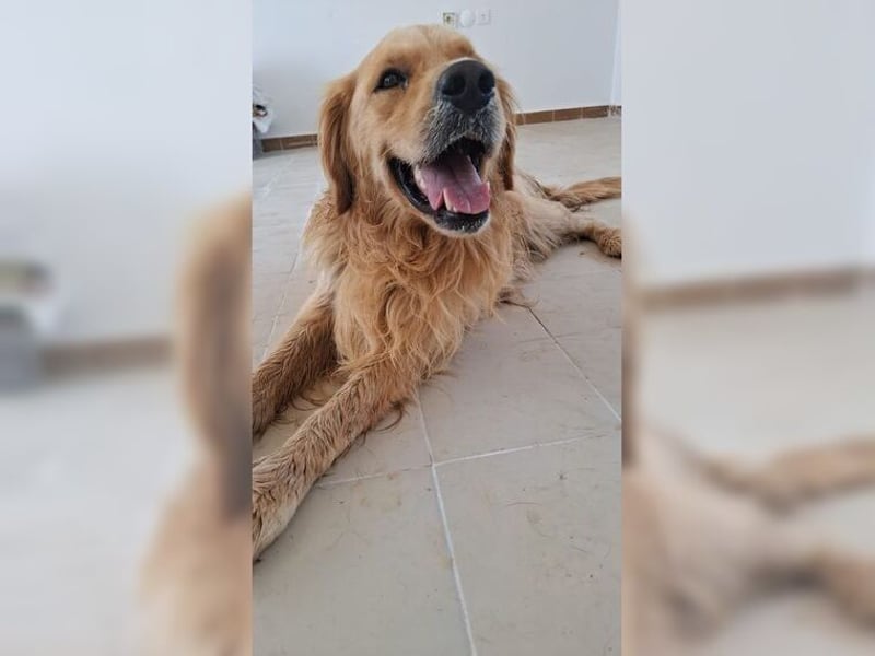 Merlin, ein traumhafter Golden Retriever im besten Alter