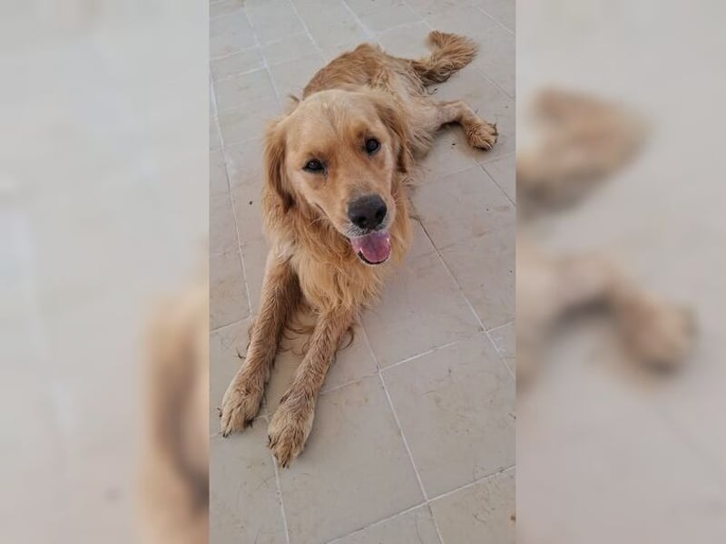 Merlin, ein traumhafter Golden Retriever im besten Alter