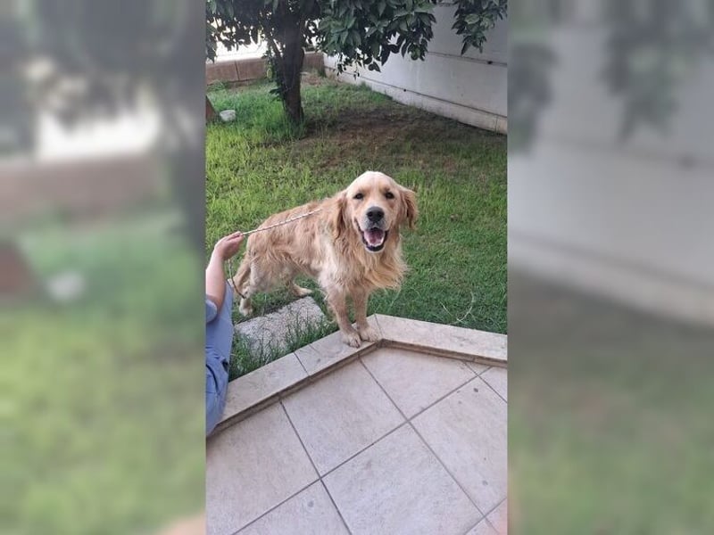 Merlin, ein traumhafter Golden Retriever im besten Alter