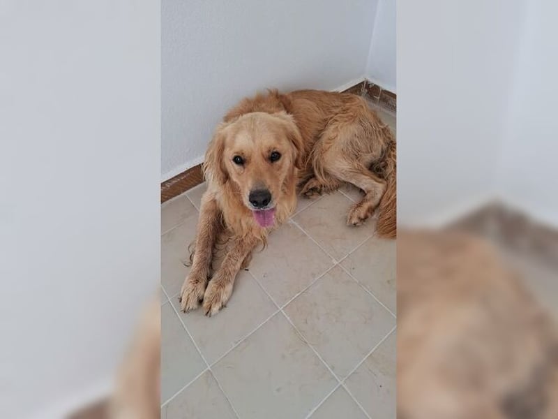 Merlin, ein traumhafter Golden Retriever im besten Alter