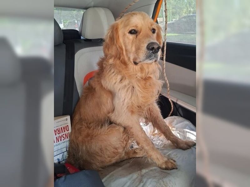 Merlin, ein traumhafter Golden Retriever im besten Alter