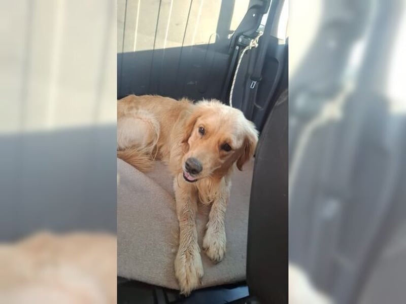 Merlin, ein traumhafter Golden Retriever im besten Alter