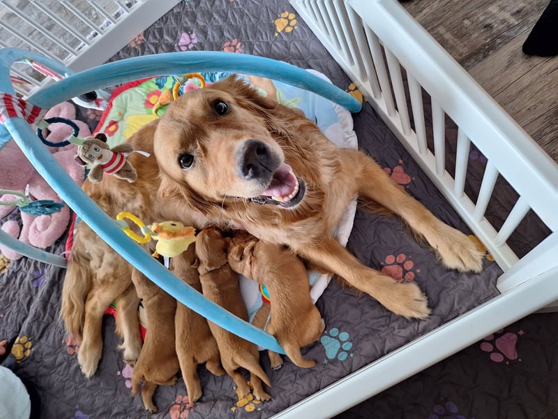 Dark Golden Retriever Welpen (Abgabe ab Mitte August)