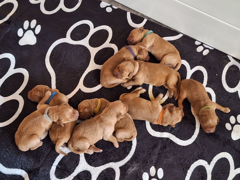 Dark Golden Retriever Welpen (Abgabe ab Mitte August)