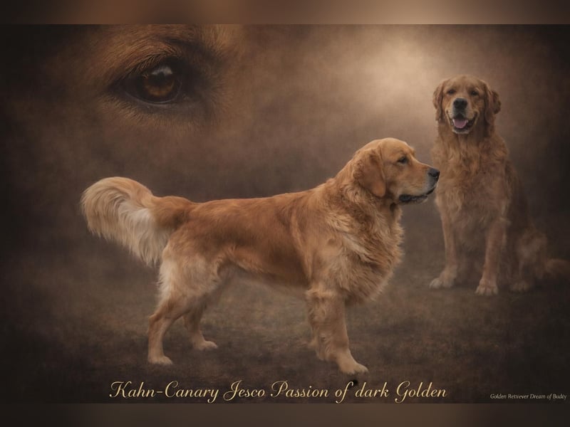Dark Golden Retriever Welpen aus Championverpaarung