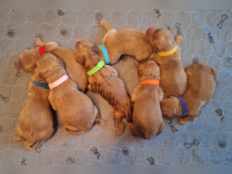 Dark Golden Retriever Welpen (Abgabe ab Mitte August)