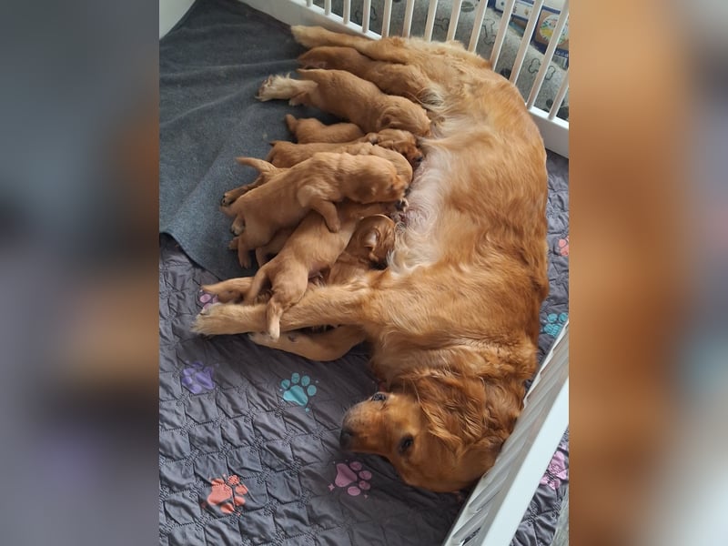 Dark Golden Retriever Welpen (Abgabe ab Mitte August)