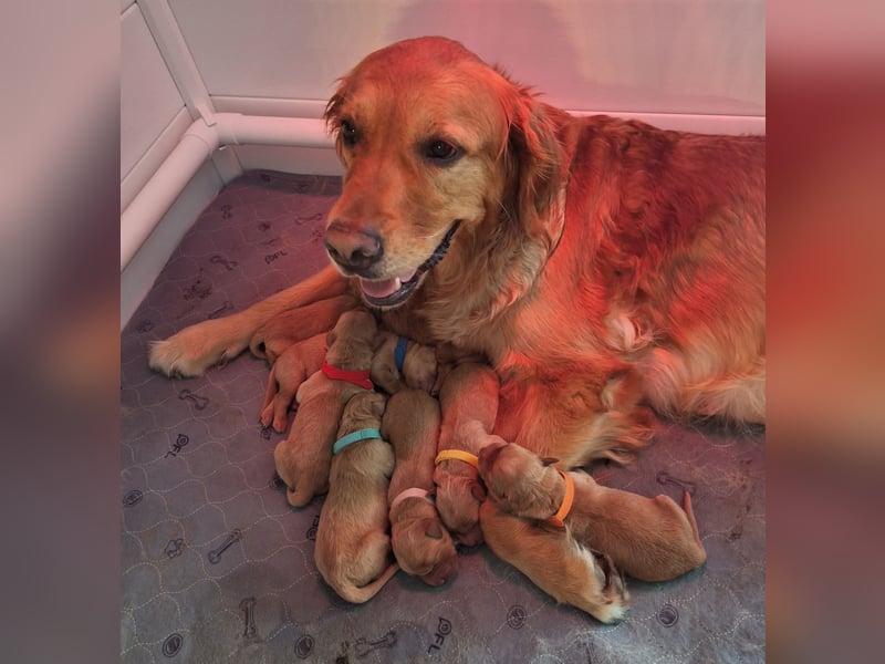 Dark Golden Retriever Welpen (Abgabe ab Mitte August)