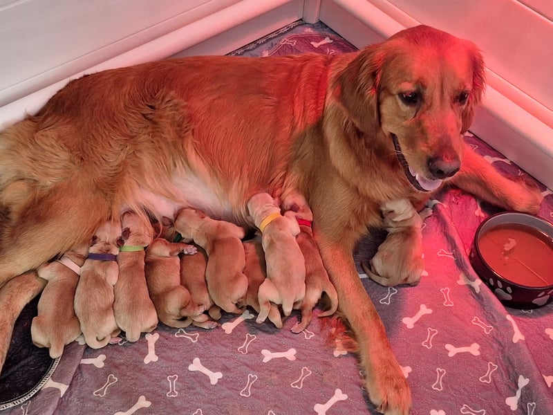 Dark Golden Retriever Welpen aus Championverpaarung