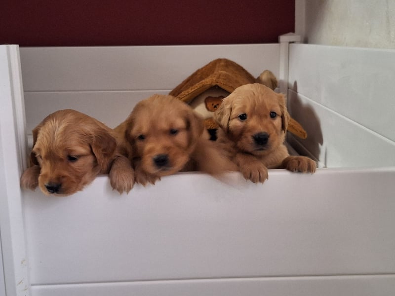 Dark Golden Retriever Welpen (Abgabe ab Mitte August)
