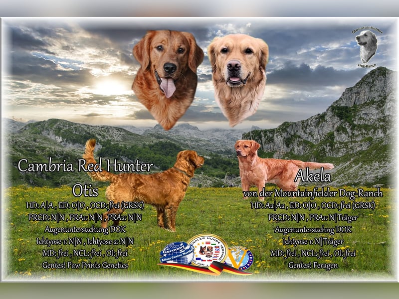 Dark Golden Welpen evt. ab Juni