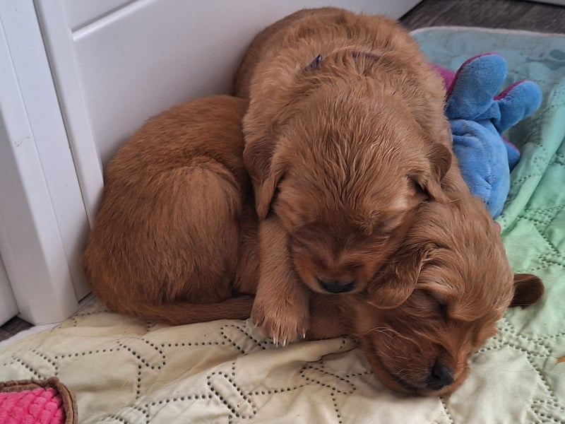 Dark Golden Retriever Welpen (Abgabe ab Mitte August)