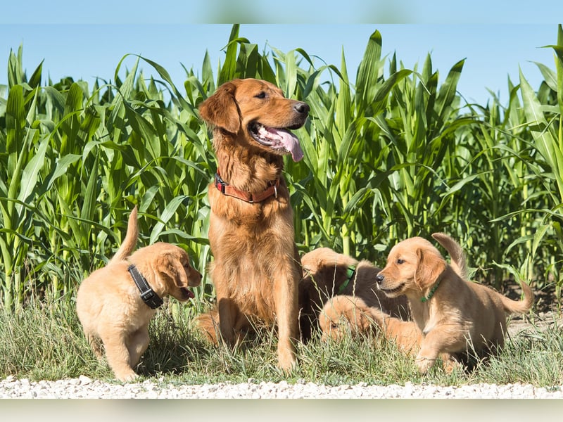 Dark Golden Retriever Welpen aus Championverpaarung