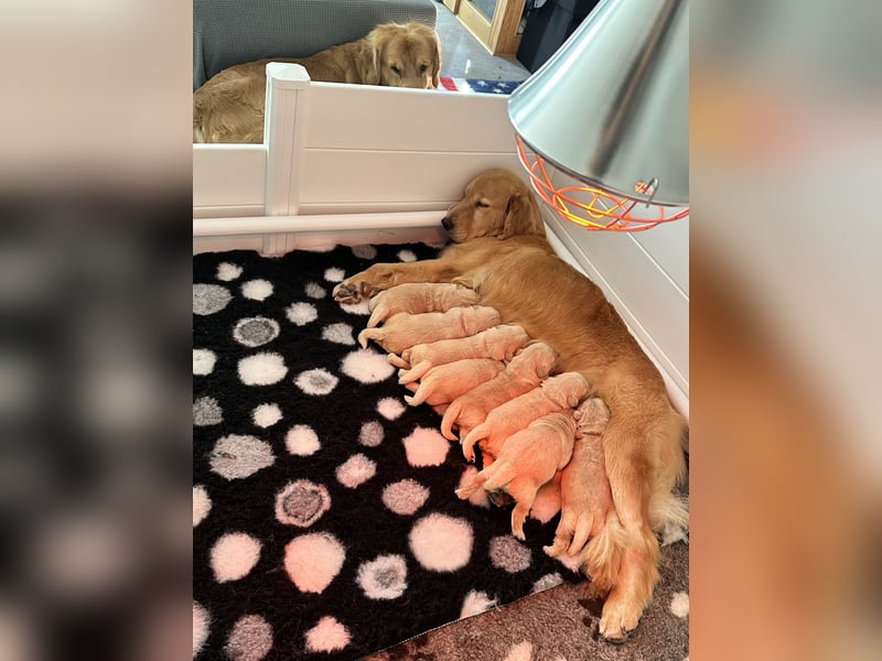 Golden Retriever Welpen Amerikanische Linie