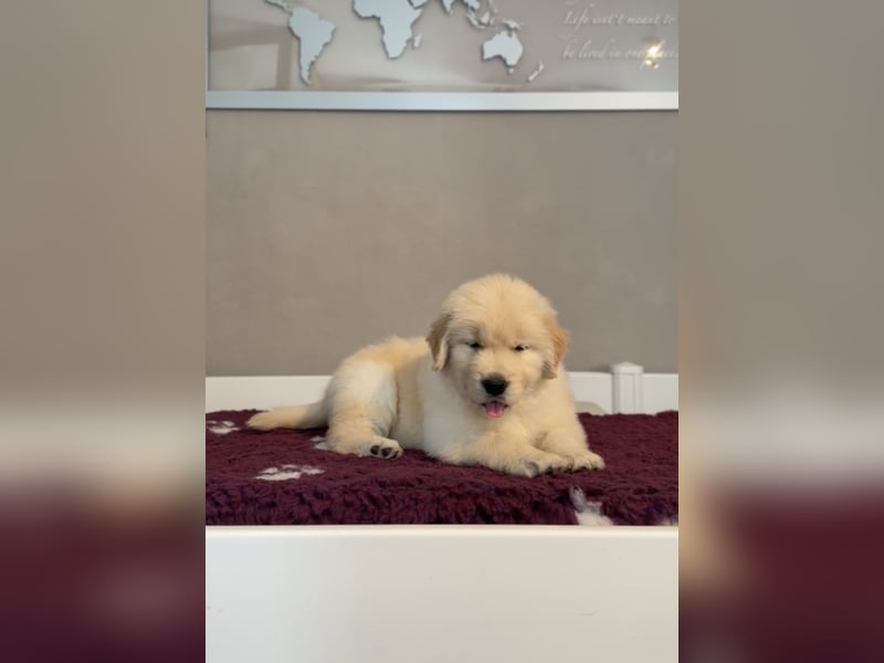 Golden Retriever Welpen Amerikanische Linie