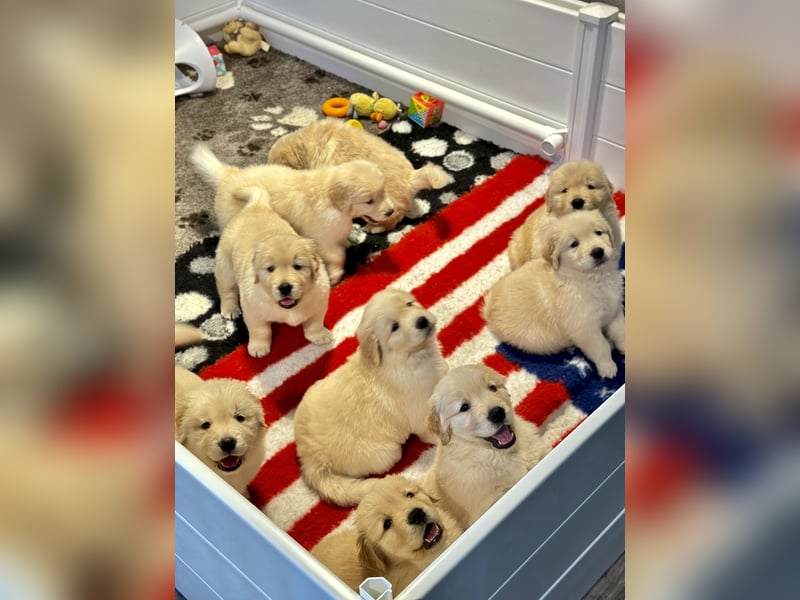 Golden Retriever Welpen Amerikanische Linie