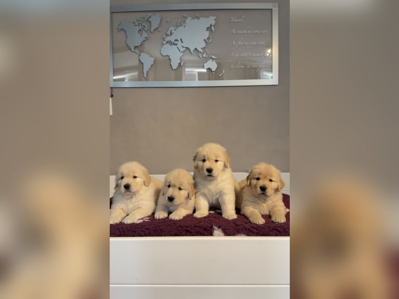 Golden Retriever Welpen Amerikanische Linie