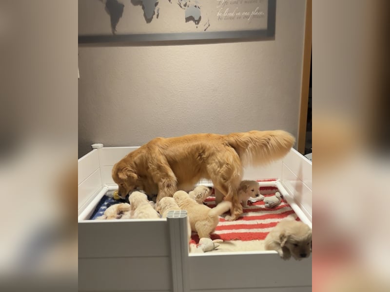 Golden Retriever Welpen Amerikanische Linie