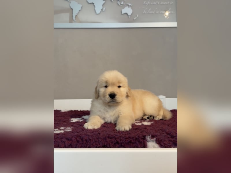 Golden Retriever Welpen Amerikanische Linie