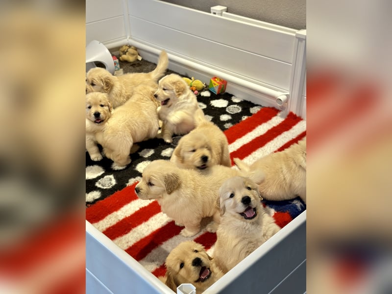 Golden Retriever Welpen Amerikanische Linie