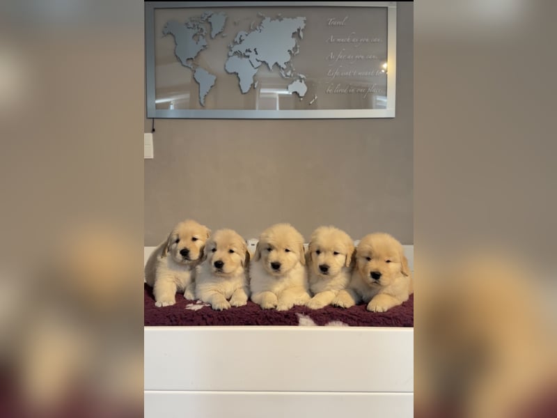 Golden Retriever Welpen Amerikanische Linie