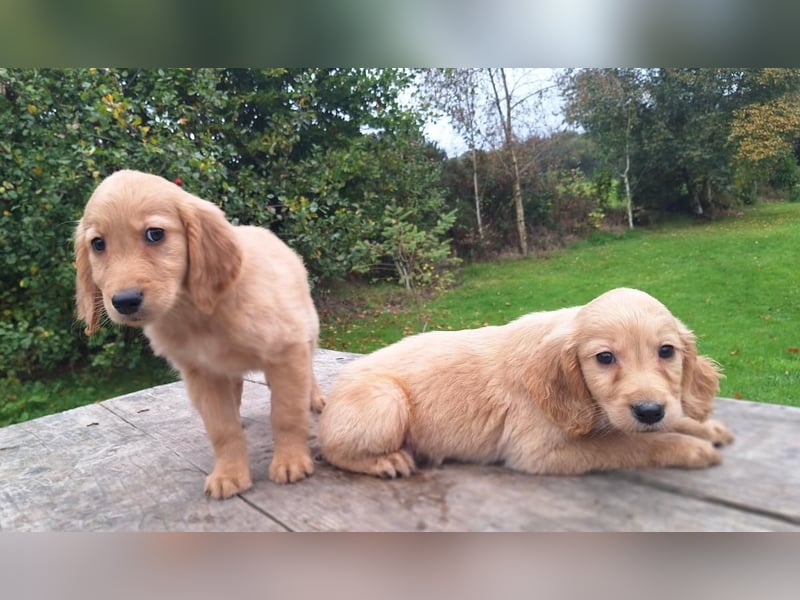 Golden-Retriever-Welpen