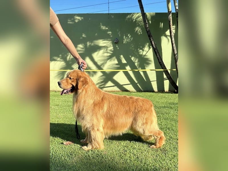Golden Retriever Welpen Amerikanische Linie