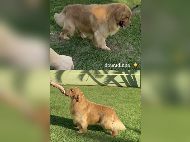 Golden Retriever Welpen Amerikanische Linie