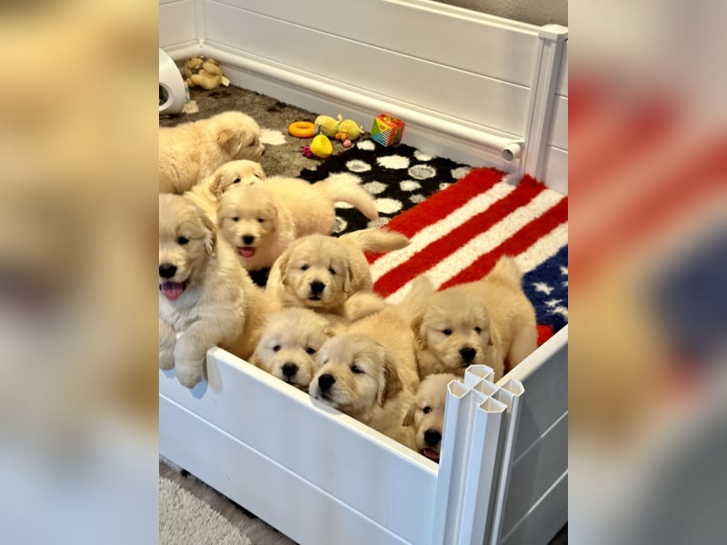 Golden Retriever Welpen Amerikanische Linie